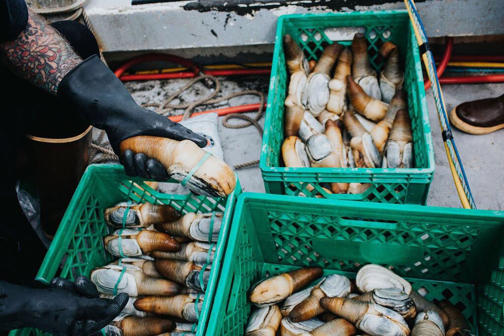 Geoduck harvest on Lentz beach!