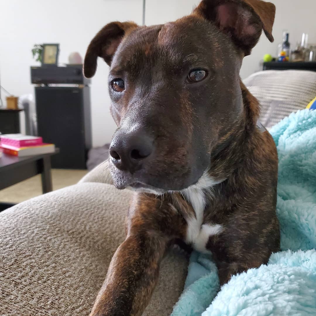 Bruce on Twitter "1 year ago AndrewTyll and I picked up this lil brindle pup from the