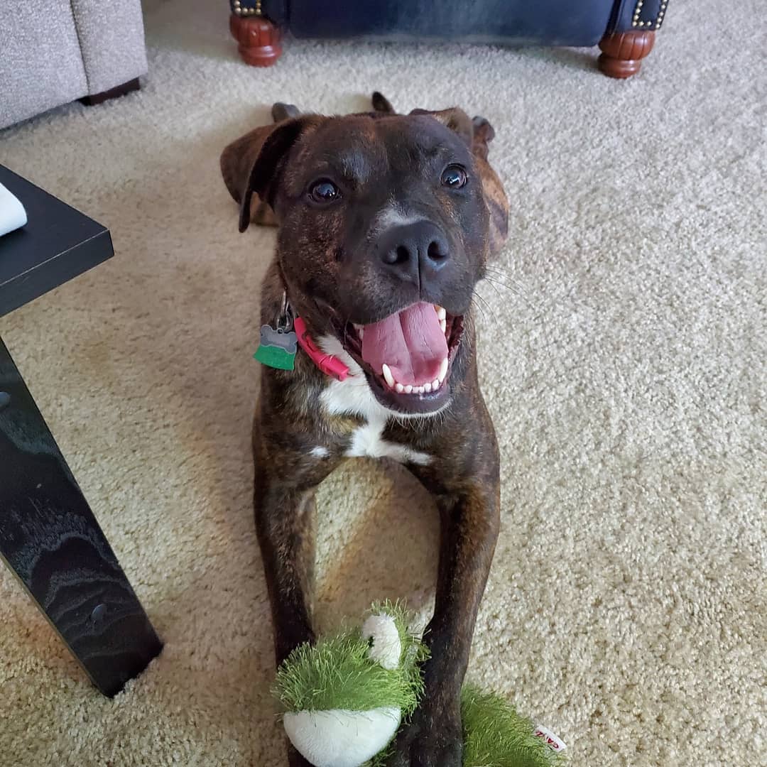 Bruce on Twitter "1 year ago AndrewTyll and I picked up this lil brindle pup from the