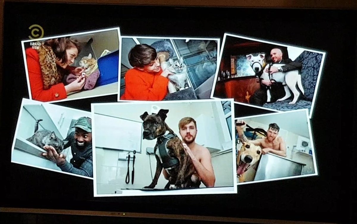 EdinDogPhoto's tweet photo. I was on the telly! I had the great pleasure of working with brilliant comedians and @EdinDogCatHome, creating some photos that you might enjoy☺️. Catch the Comedy Bus on @ComedyCentralUK. @joeldommett @IainDoesJokes @suziruffell @tomallencomedy @kiripritchardmc @DarrenHarriott https://t.co/mOeo3ueM1B