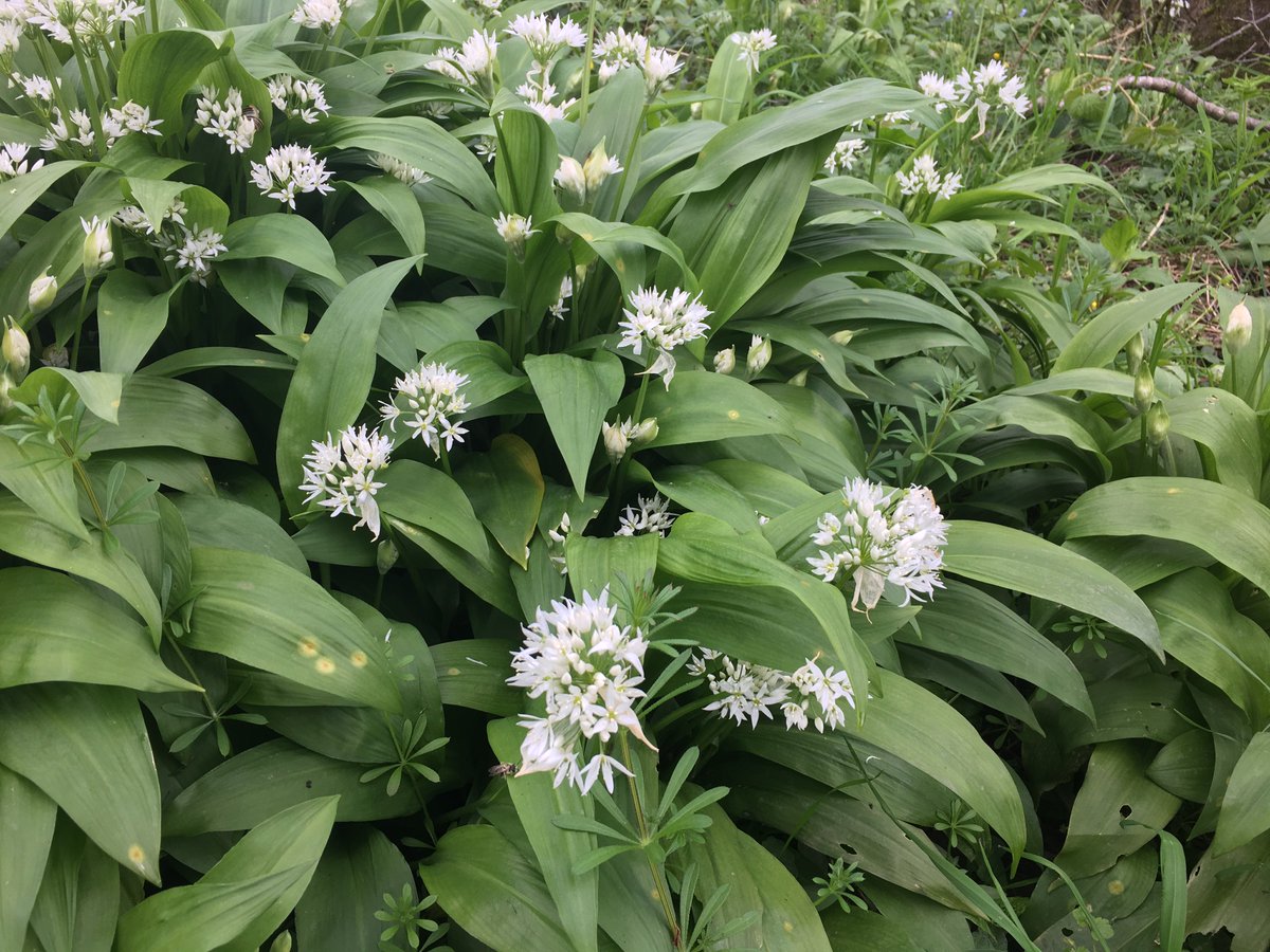 TheCleverBadger's tweet photo. Gardens and the great outdoors are restorative to mind and soul. At this time of year, I love the walks that are full of wild garlic - what's your favourite scent or plant?
https://t.co/BaIhqBLUHP
#nationalgardenmeditationday #thegreatoutdoors #thecleverbadger https://t.co/oDPnB80JyP