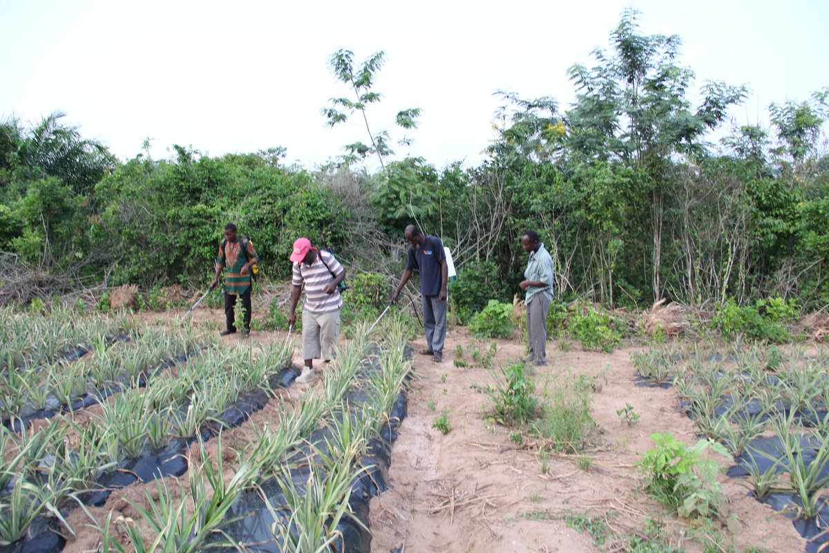 Pineapple Value Chain Project Carp+ Ghana tweet media
