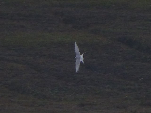 OfAnnesley's tweet photo. Record shots of three of the six Arctic Terns present over the middle lake this morning. Also 2 Common Sandpiper and a White Wagtail https://t.co/6YPihyEabV