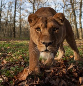 "Longleat pride at big cat homes." Read more on our work at Longleat here ow.ly/IZ1e50tUPPI #Zaun #perimeterfencing #perimetersecurity #bigcats #bigcatenclosure #carnivoreenclosure #security #LongleatSafariPark #safaripark