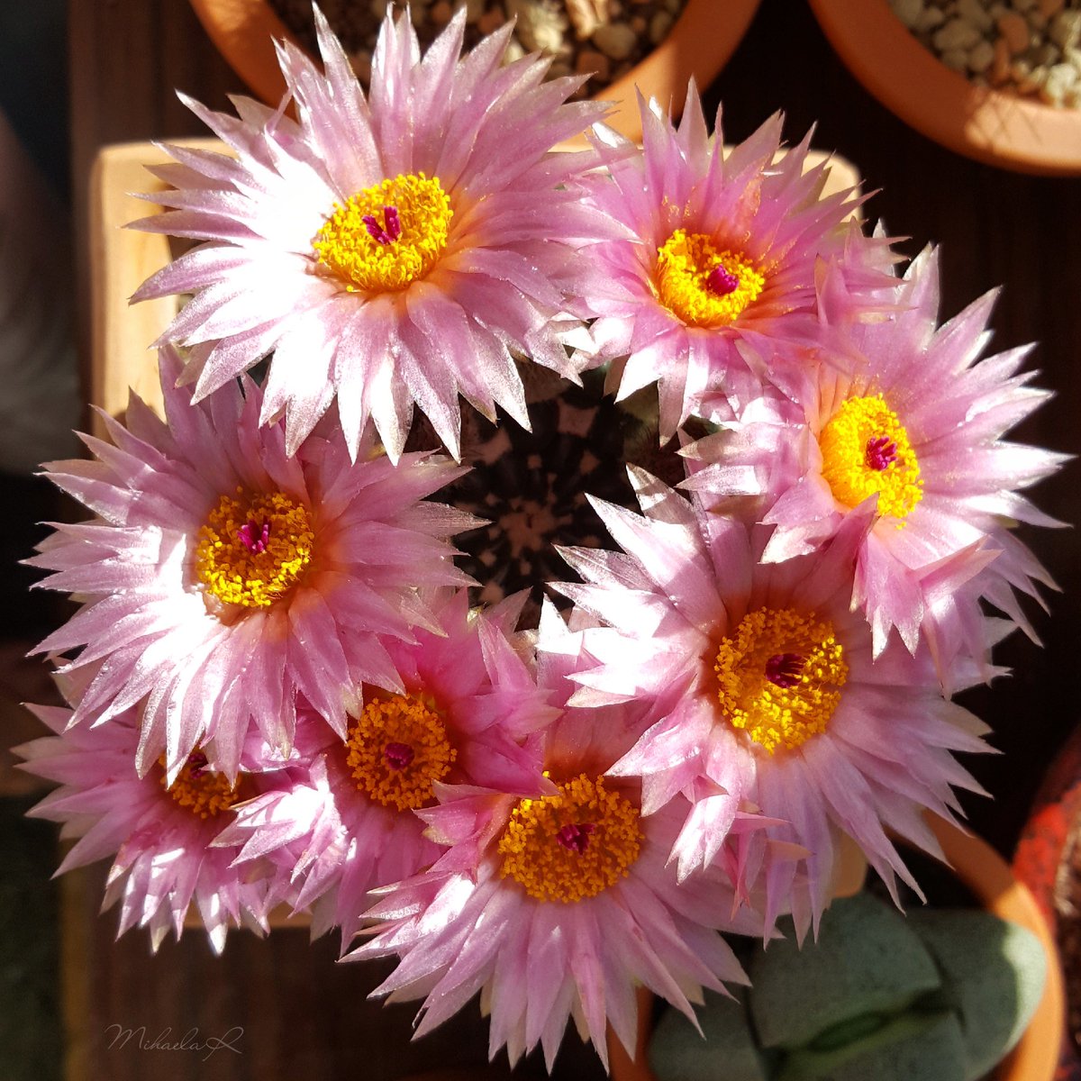 MihaelaRcacti's tweet photo. 🆔️Notocactus uebelmannianus🌸🌸🌸🌸🌸🌸🌸🌸
 #cactus #succulents #plants #cacti https://t.co/xfCVJSEnal
