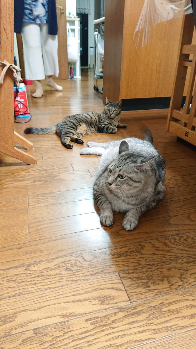 dumpling383's tweet photo. 猫が邪魔で通れない… https://t.co/25EyrxzgLS