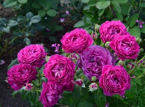 SCENT OF WOMAN - sulīgi bordo tonis un maksimāli intensīva smarža. Viena no retajām Barni rozēm.( Itāļu )