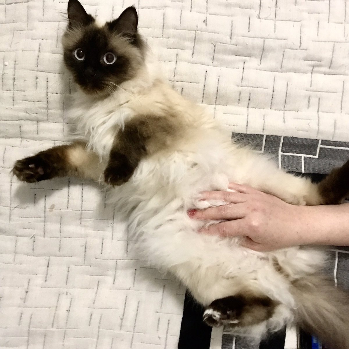 rummrr's tweet image. 💔