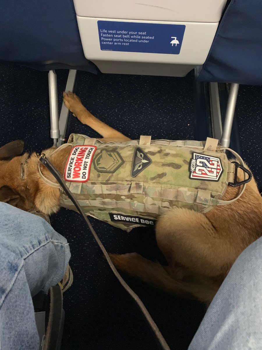 OverwatchK9's tweet photo. Emma is settling in nicely for her plane trip to meet her new handler. She has been working so hard to become a great Service Dog. Can't wait to see all her training play out this weekend.
#servicedog #ptsd #tbi #servicedogtrainer #healingatbothendsoftheleash https://t.co/YKwWT9QINh