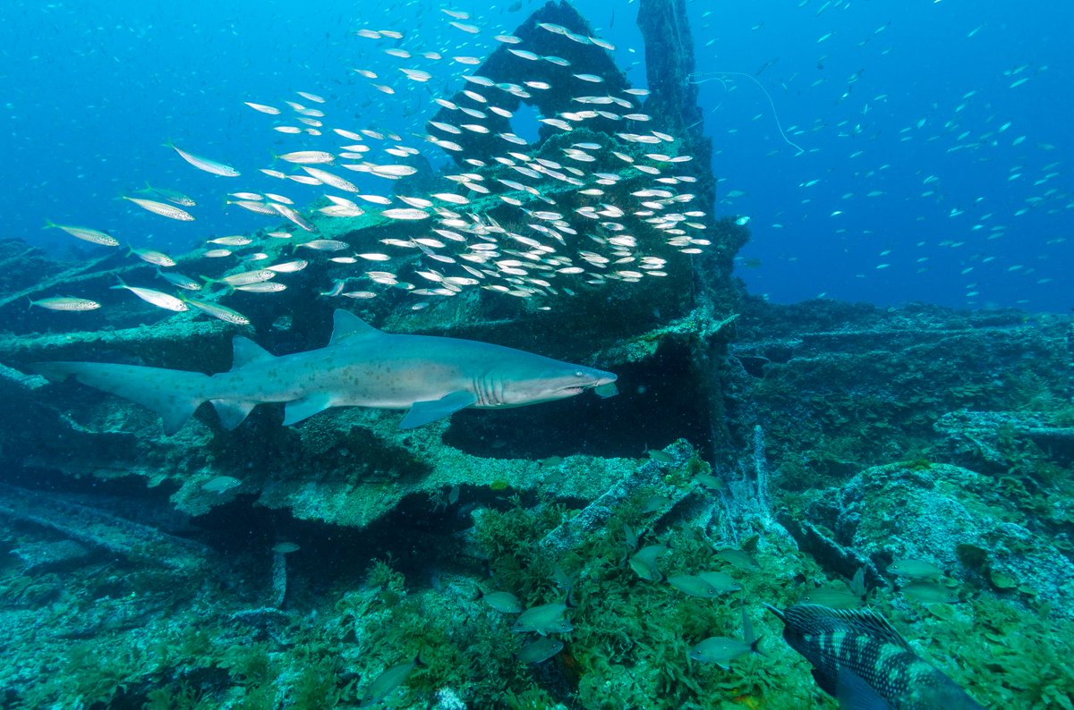SpotASharkUSA's tweet photo. #FlashbackFriday to the height of the summer dive season. Can't wait for more days like this during the coming dive season. It's right around the corner!! 📷 J McCord / CSI #diveNC #scubadiving #wreckdiving https://t.co/QQX0k2syvO
