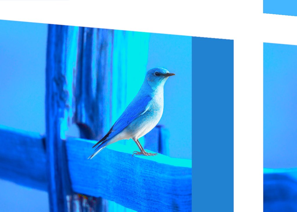 中島 遼 ハッシュタグ青い鳥 鳥の色は実在のままです Twitter 青い 鳥