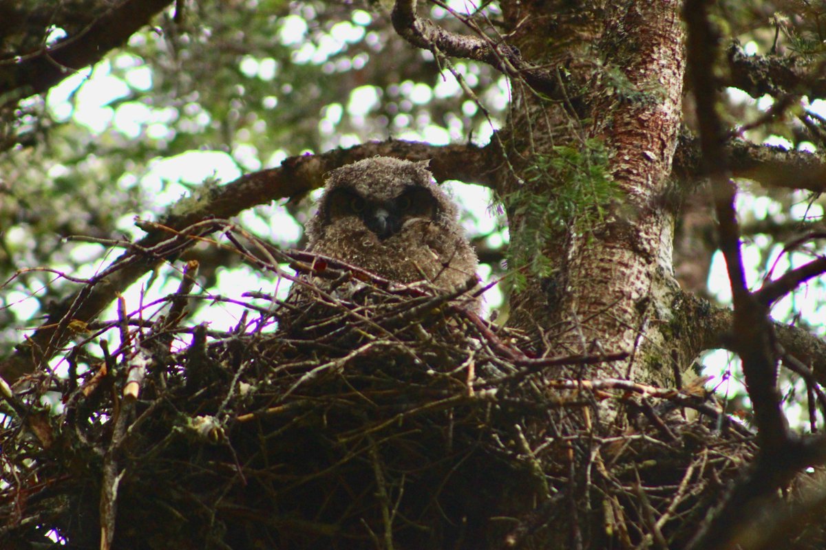 humans_MUNBIOL's tweet image. Evidence suggests #BorealOwls prefer spruce forests, which are abundant in #TerraNovaNP - ideal for researching #BOOW @ParksCanadaNL. We think they will be hanging around in old growth conifer/mixed wood forests. No photos of BOOWs so here's a great horned owlet! @BirdsCanada