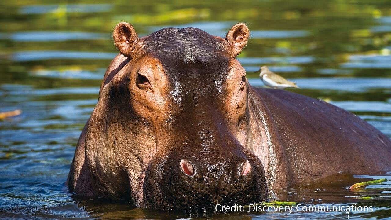 有村昆 映画コメンテーター レギュラーメインmc 有村昆 Bs11 で土曜よる8時から放送の 未知の映像博物館 ５月は 大迫力 アフリカ野生動物 大特集 ワイルドアフリカ カバの暮らす川 野生動物カバ最強説も流れる昨今必見です