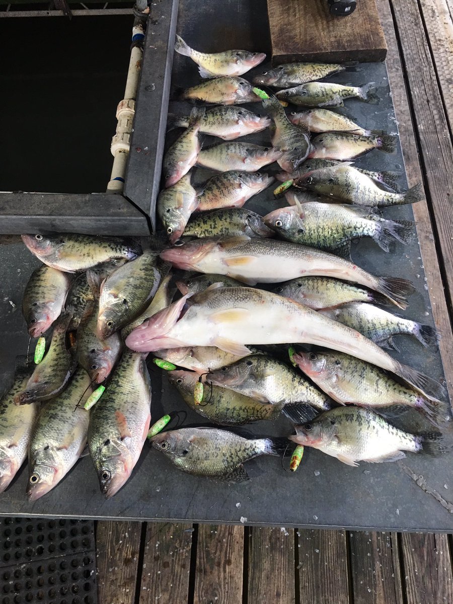 jkmdhansen's tweet photo. Crappie time with mom and dad. Spent 4 days at Truman lake in the rain. Had a blast and caught a ton of fish. 24” walleye was pretty fun on light crappie gear! https://t.co/i18PNa2krO