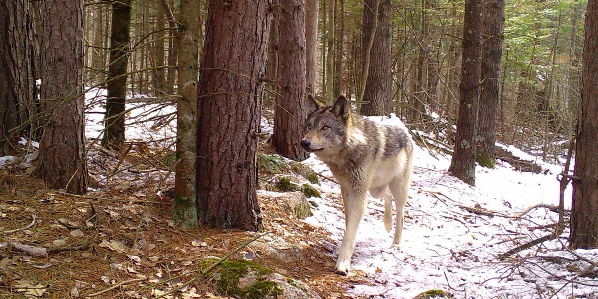 A handsome Waupaca County wolf.  And he looks like a good boi. #SnapshotWisconsin