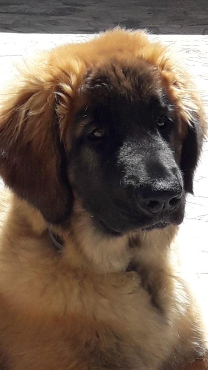 netnando's tweet image. La mia cucciola Ariel #leonberger