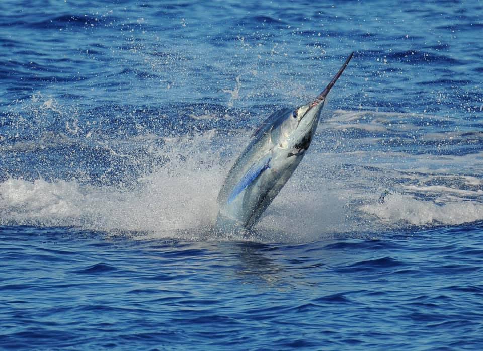 Billfish Report tweet media