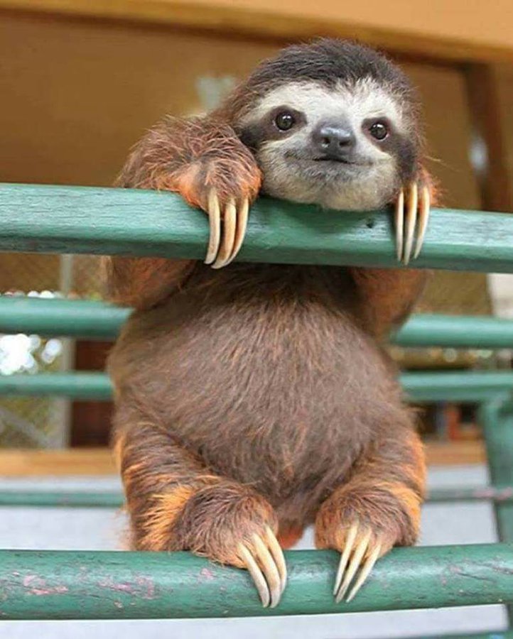 Animals_Humor's tweet photo. It's okay to take a break to enjoy a photogenic baby sloth ... 🥰

#Cute #Funny #Animals 💞 https://t.co/R1QtRkwyZM