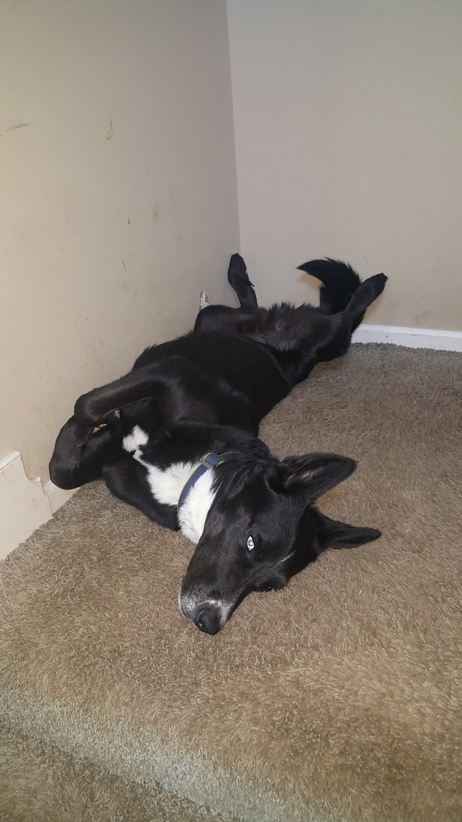 huykdo's tweet photo. Rocky sleeping https://t.co/sknj5T5rnq