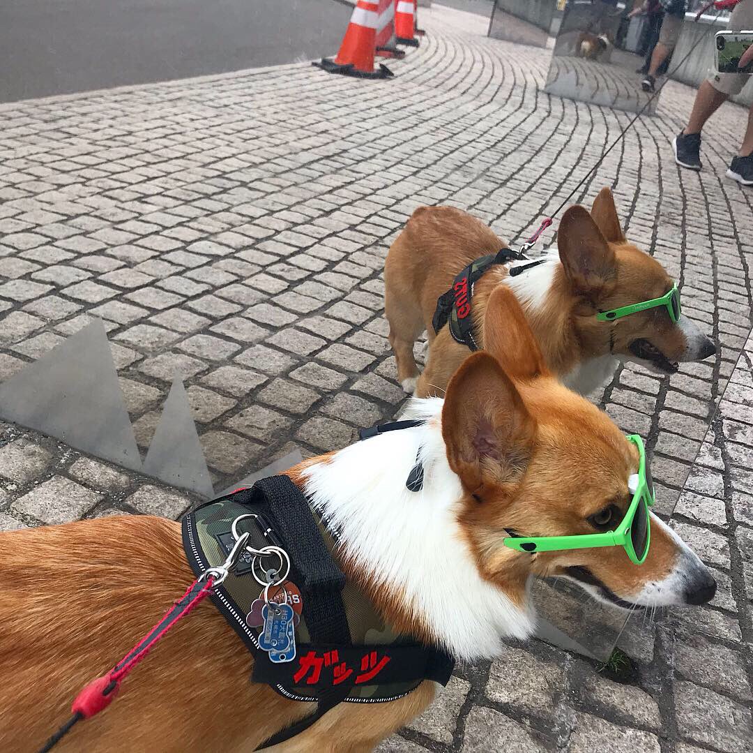 ペットワン博