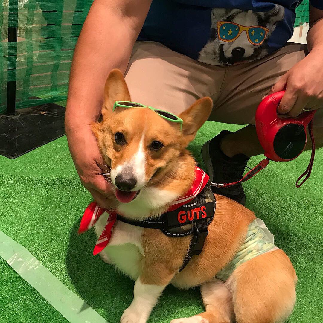ペットワン博