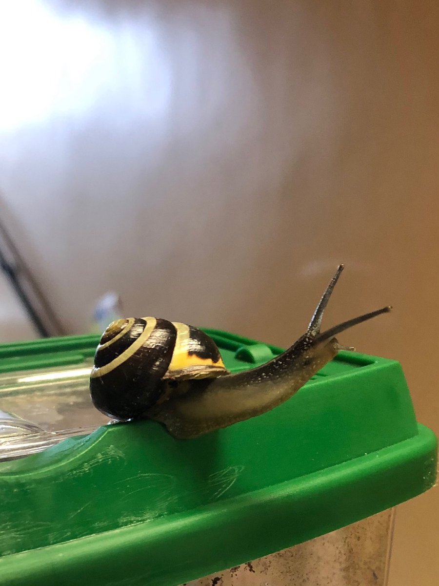 April showers bring May.... snails! ⁦<a href="/McHughEduCentre/">M.F. McHugh Education Centre</a>⁩ ⁦<a href="/MilyVery/">EmilyVery</a>⁩ #mchughinnovates #thishowwesel