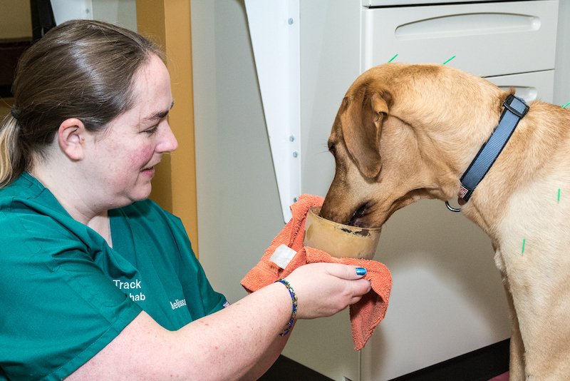 BackOnTrackVet's tweet photo. Providing compassionate care in a stress-free environment is job one for us at Back on Track. Read Dr. Witten's article on how you can help your pet have a more relaxed visit to the vet. 

https://t.co/VUMUkKrOFE

#lowstress #stressfree #compassionatecare https://t.co/o7Ecs4safn