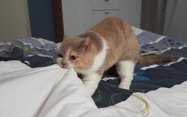 Me at 3am freezing tryna take some of the blanket my boyfriend stole while sleeping