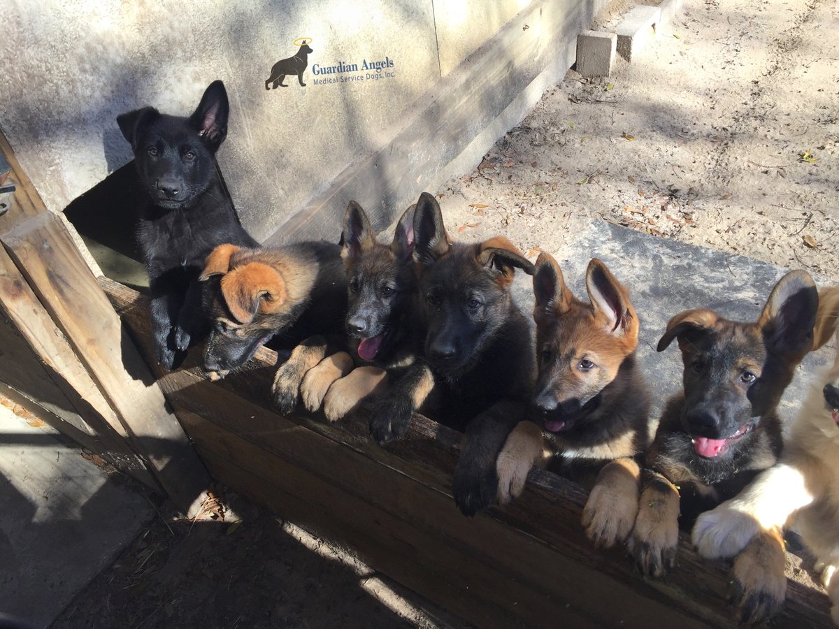 MediServiceDogs's tweet image. Thought we&apos;d start this #FurryFriday off with a few extra doses of Adorable!😊 These future Super #ServiceDogs got all their work done, and it looks like an epic weekend ahead!💙🐾
#Love #Family #ServiceDogs #Playtime