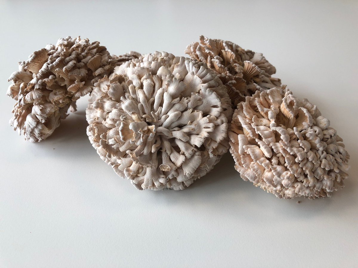 Banken Champignons tweet media