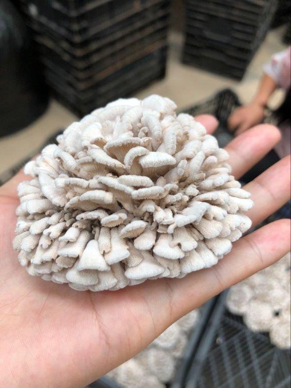 Banken Champignons tweet media