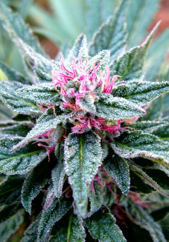 DrJaneOfficial's tweet photo. Today we have another amazing #cannabis photograph for you guys! With all the debate around #medicalcannabis’ #legalization, use, methods of consumption, and more it’s easy to forget the true beauty of the cannabis plant. Enjoy! #FlowerFriday #FlowerFridays #naturesmedicine https://t.co/wQB3fCFIDk