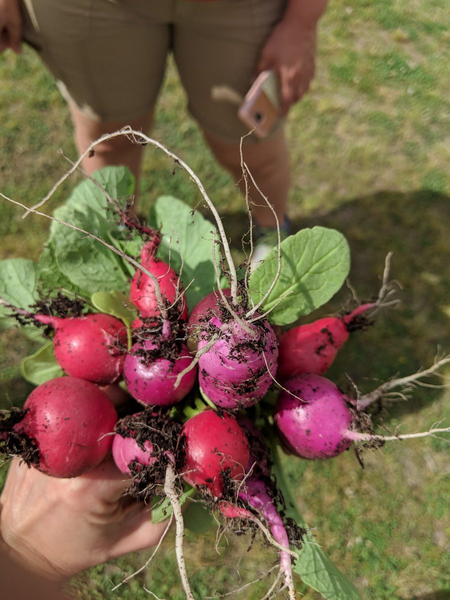 A beautiful radish bouqet from our learning garden at Dixon Road. Isn't it beautiful?🤩 #dresgarden
#jocostem <a href="/DixonRoadElem/">DixonRoadDragonflies</a> @MrsTingen