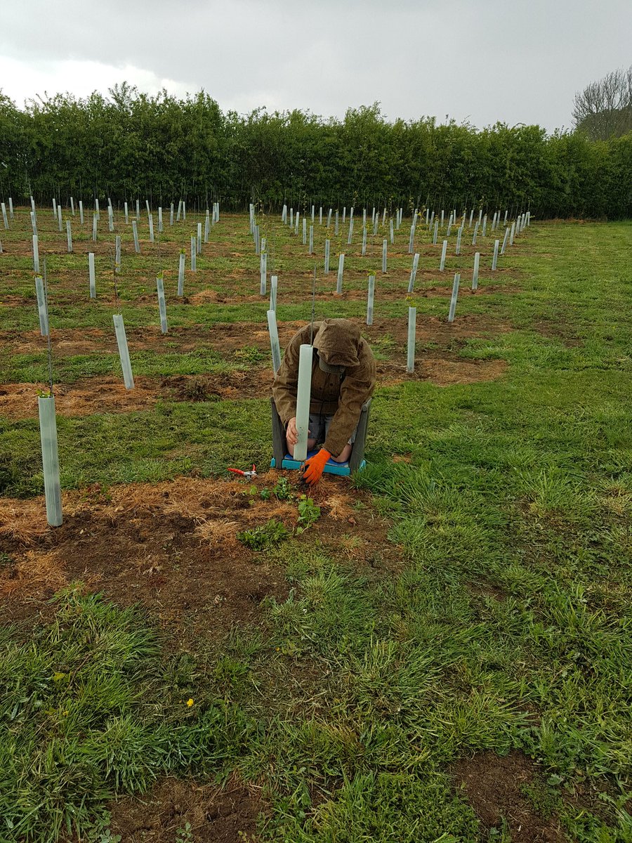 Very late pruning in the rain