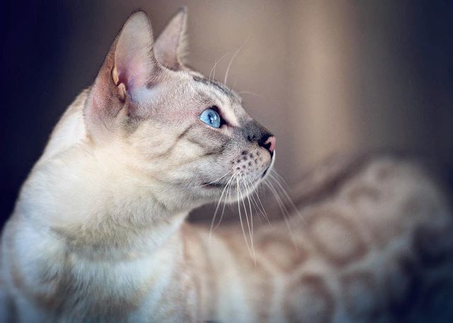 FreyaEverAfter_'s tweet photo. Eyes locked on the weekend! 🐆👀
.
How’s your weather looking? It seems we may have a break from the rain tomorrow and maybe a peek of sun even 🤞🏼 I love rainy days but not as many as we’ve had in a row. I’m ready for sunshine and warmth. I shouldn’t c… https://t.co/bY32KTetQu https://t.co/7eAMCY5ceY