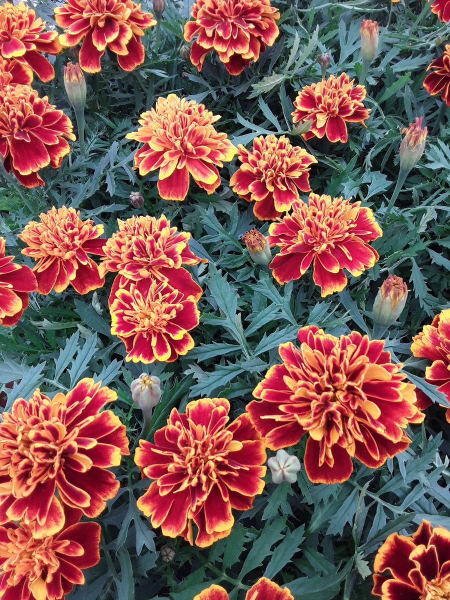 Wahoo! Summer bedding plants in at last - lobelia, marigolds, cosmos, verbena, petunia, begonia, geranium and more.