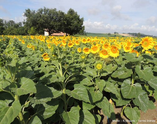 be_roux's tweet photo. Dégâts d’oiseaux  : pas de précipitation pour resemer ! les #tournesols sont capables de compenser une perte de vigueur due à des  dégâts sur cotylédons et conduire à un rendement équivalent à  une parcelle non attaquée : restez sereins ! https://t.co/vSdc10n5o8 @terresinovia https://t.co/OBPPEu0Jx4