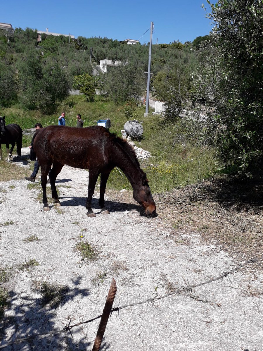 enpaonlus's tweet image. La fattoria didattica dove vivevano è ormai chiusa. Ora per il cavallo Sophie, per due caprette e per un maiale c'è una nuova vita a Peschici, sul Gargano, garantita da Enpa. Saranno felici e in vivranno in pace. #buonavita #missionecompiuta Grazie a @EnpaSanSevero