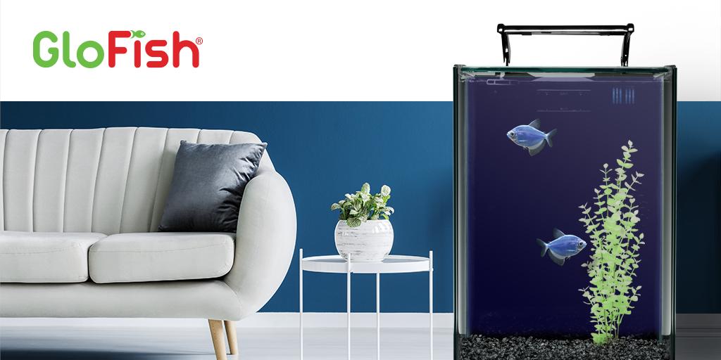 Blue and gray go together like peanut butter and jelly. Add Cosmic Blue® #glofish to a room with blue-grey walls and cool-toned furniture for a #modern look.     #fishfashion  #glo  #glofashion  #interiordecorating  #interiordesign