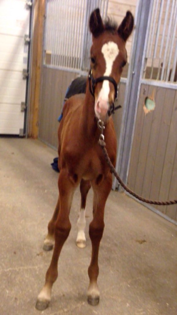 aasegaard's tweet image. Tror jeg trygt kan anbefale avlshingsten Born in The U.S.A. Når denne beveger seg, så lyser fremtiden av optimisme, og det trenger vi i sporten. Så har du ikke valgt hingst enda, ville jeg vurdert pappan til denne vakre. #optimisme #avl #trav