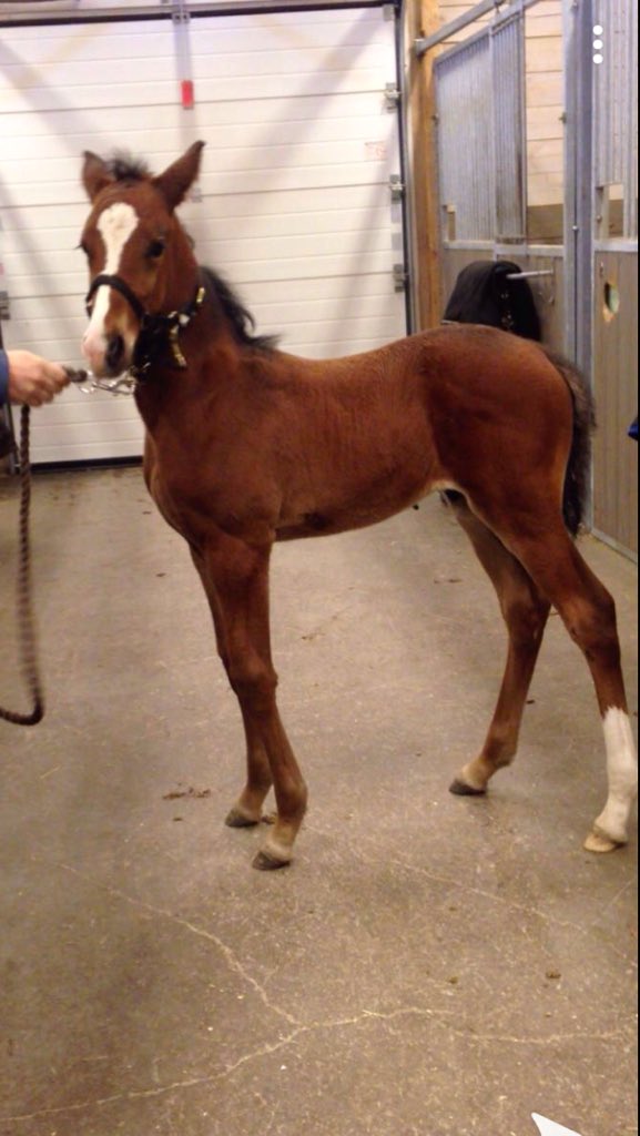 aasegaard's tweet image. Tror jeg trygt kan anbefale avlshingsten Born in The U.S.A. Når denne beveger seg, så lyser fremtiden av optimisme, og det trenger vi i sporten. Så har du ikke valgt hingst enda, ville jeg vurdert pappan til denne vakre. #optimisme #avl #trav