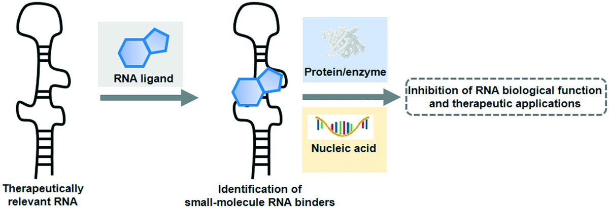 rsc_medchem's tweet photo. Maria Duca (@MariaDuca_CNRS) and Audrey Di Giorgio at @uca_research and @NiceChemistry describe most advanced examples of synthetic small molecules for #RNAtargeting - just released in @MedChemComm! https://t.co/mRjf1PKGV4 https://t.co/OYxwB9xIVS