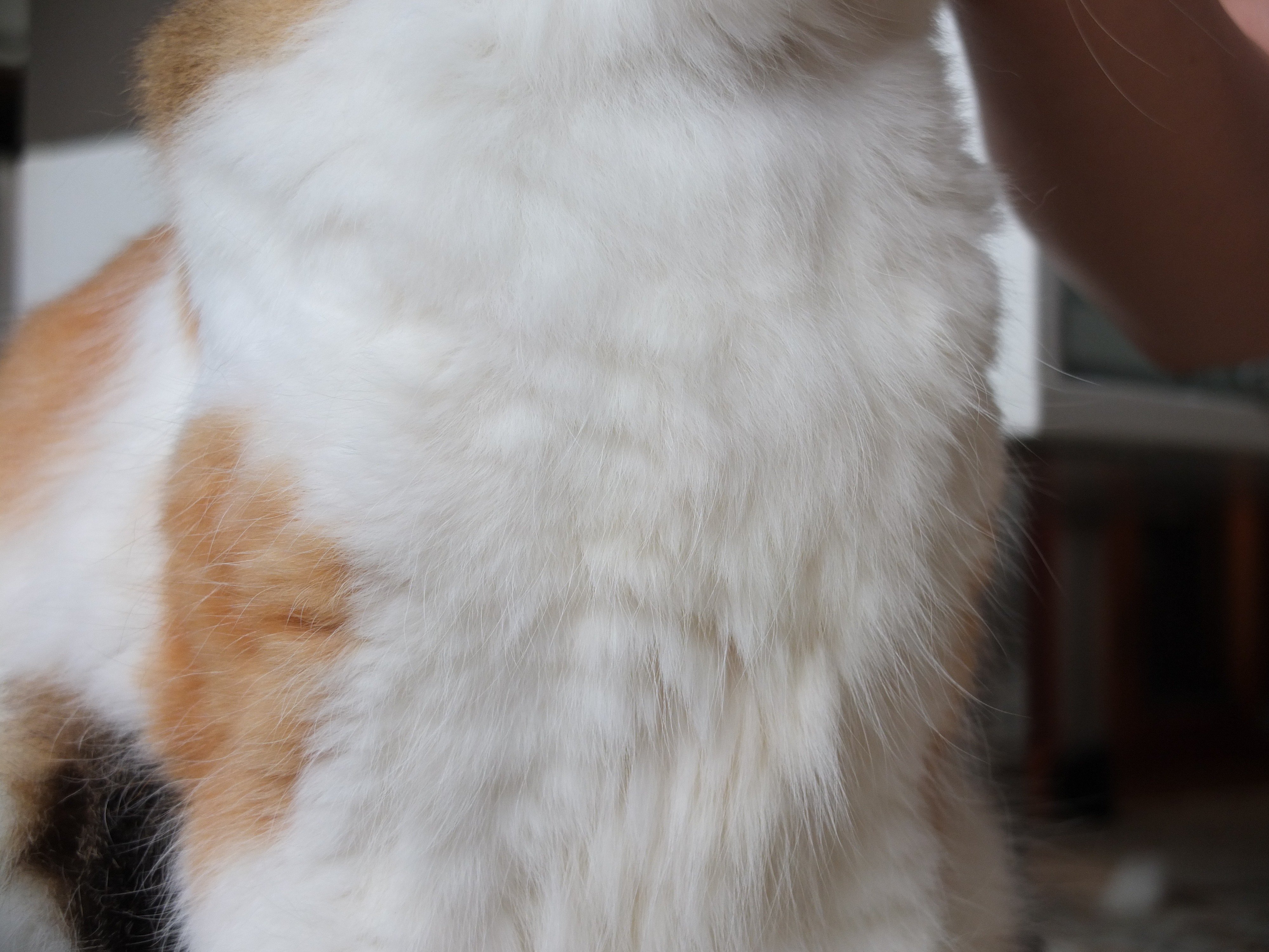 ひげよし 毛皮のテクスチャはうちの猫から作った T Co Ca8fntjyun Twitter