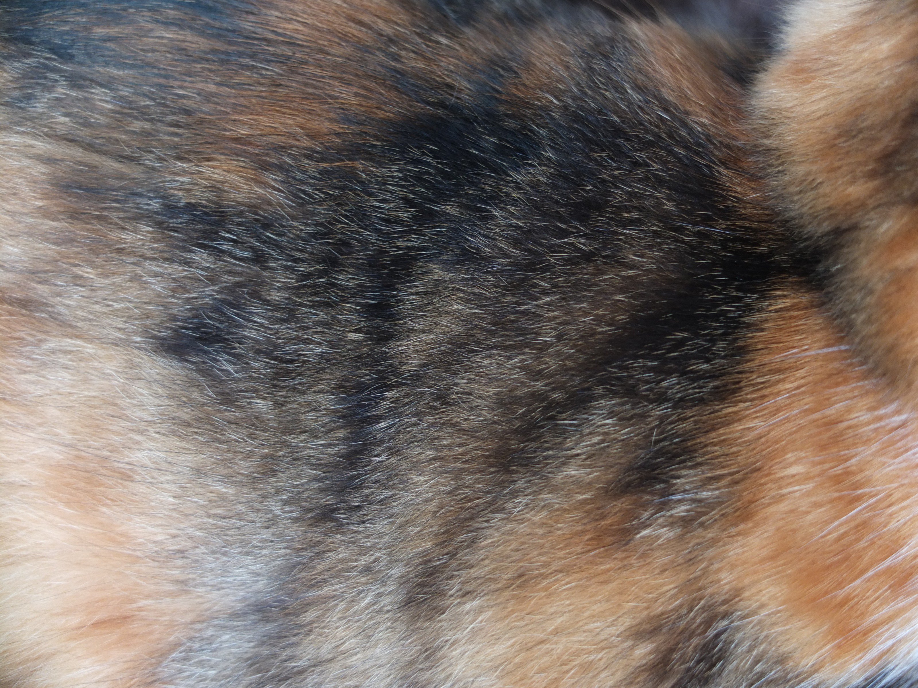 ひげよし 毛皮のテクスチャはうちの猫から作った T Co Ca8fntjyun Twitter