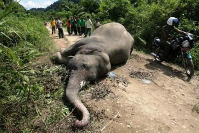 EarthLeagueInt's tweet photo. The administration of the Forestry Development Authority (FDA) in #Sinoe County, has arrested a 60 year old #Poacher for allegedly killing four 
#Elephants in the #Sapo National park, #Liberia. https://t.co/dxhBRi0qU8 https://t.co/iIZdFjKpNM