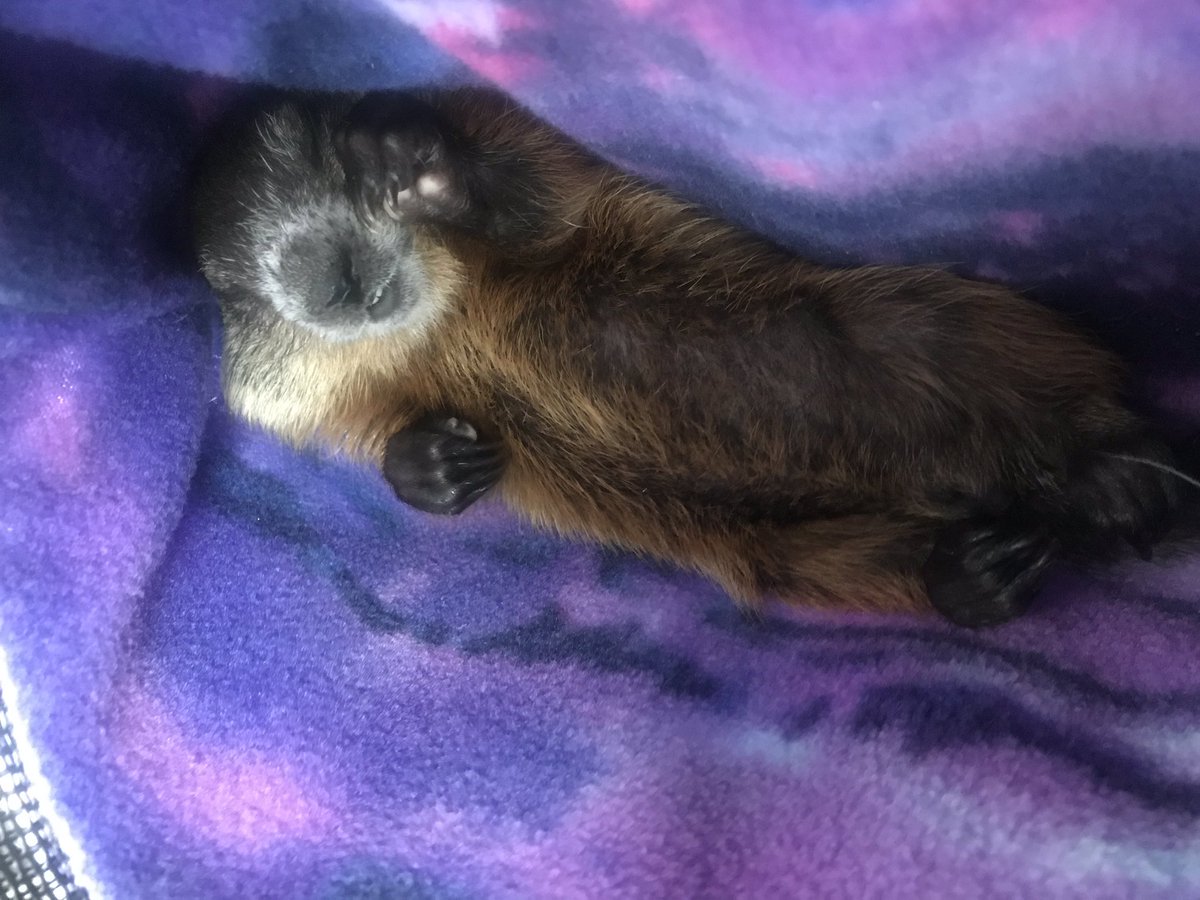 ZooProOH's tweet photo. We’ve finally found a new for our sweet ground hog baby. Meet Coney! He’s 6 weeks old and loves being carried everywhere and meeting new people! https://t.co/9MDmneTX7O