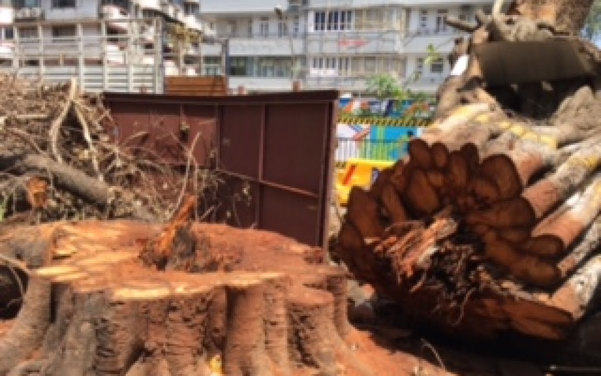 RIP 1967 - 2017 😔😭
The #PeepalTree is considered sacred by the followers of Hinduism,Jainism & Buddhism. In the Bhagavad Gita,Krishna says, 'I am the Peepal tree among the trees, Narada among the sages, Chitraaratha among the Gandharvas,& sage Kapila among the Siddhas @deespeak