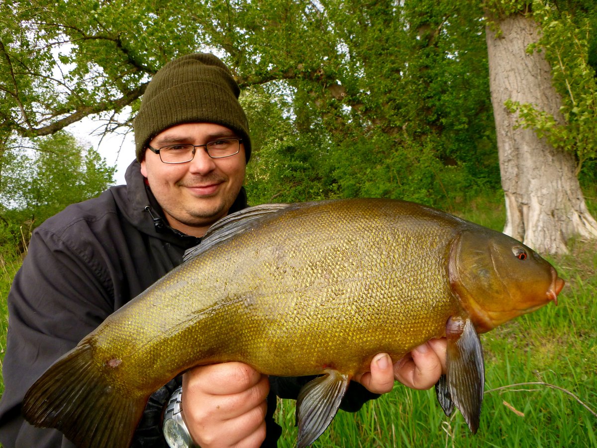16erHaken's tweet photo. Große Schleien im Frühling beim Winkelpickern. Ich liebe diese Angelei! 😍🎣

#tench #schleie #schleienangeln #friedfischangeln #winkelpickern #tincatinca #madenbündel #madenbombe #angelblog #16erhaken https://t.co/eCH1FLftrF