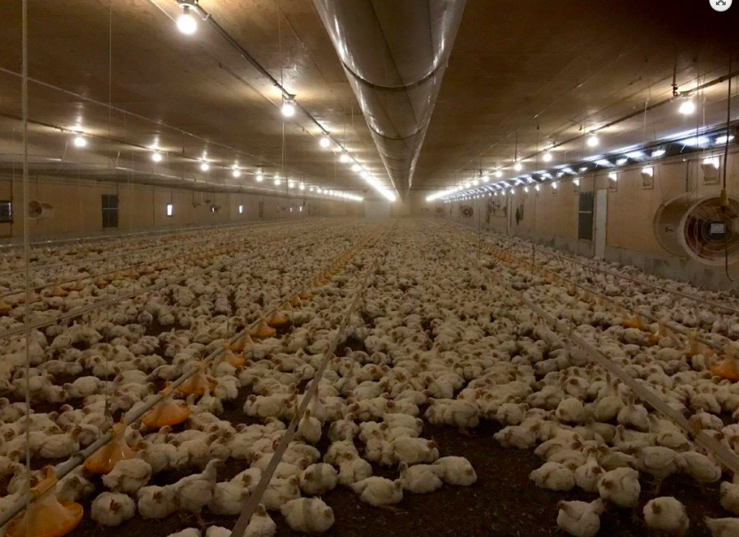 mabreairsystems's tweet photo. With increasing demand for healthier, drug free birds, a lot of pressure's on the commercial poultry industry to change. This demands fewer antibiotics, giving the birds a healthier growing environment with dry litter quality and reduced ammonia levels to thrive in. We can help! https://t.co/mubm583Fxc