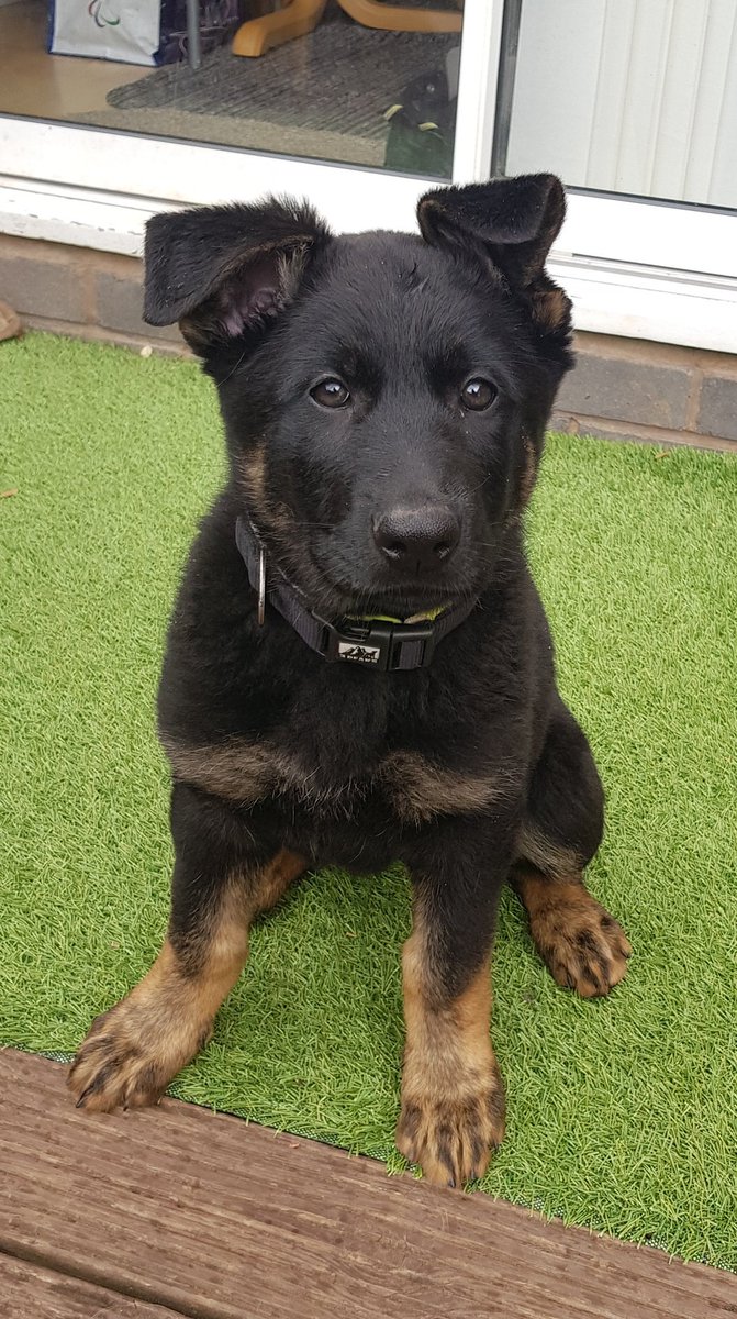 K9_Handler_13's tweet photo. @BBCR1 just started my night shift with the dogs on till 0600 tomorrow morning on only 3 hours sleep thanks to the puppy #dogs #Security #germanshepherd #K9 #gsdpuppy #securityservices https://t.co/jfGE6BVtER